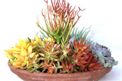 Floral style succulent color wheel (c) Debra Lee Baldwin