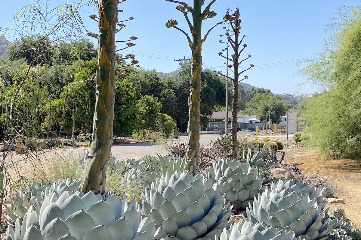 Agave parryi 'Truncata' bloom (c) Debra Lee Baldwin