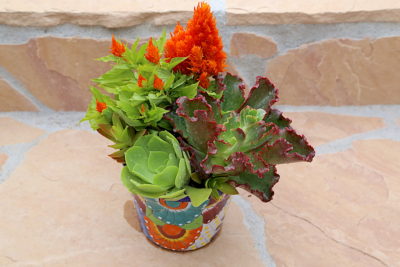 Floral style succulent arrangement with celosia in Talavera (c) Debra Lee Baldwin