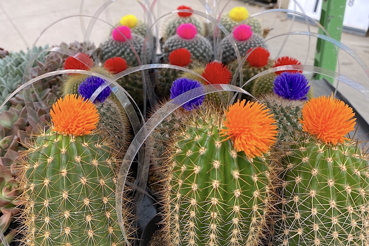 Cacti with fake flowers (c) Debra Lee Baldwin