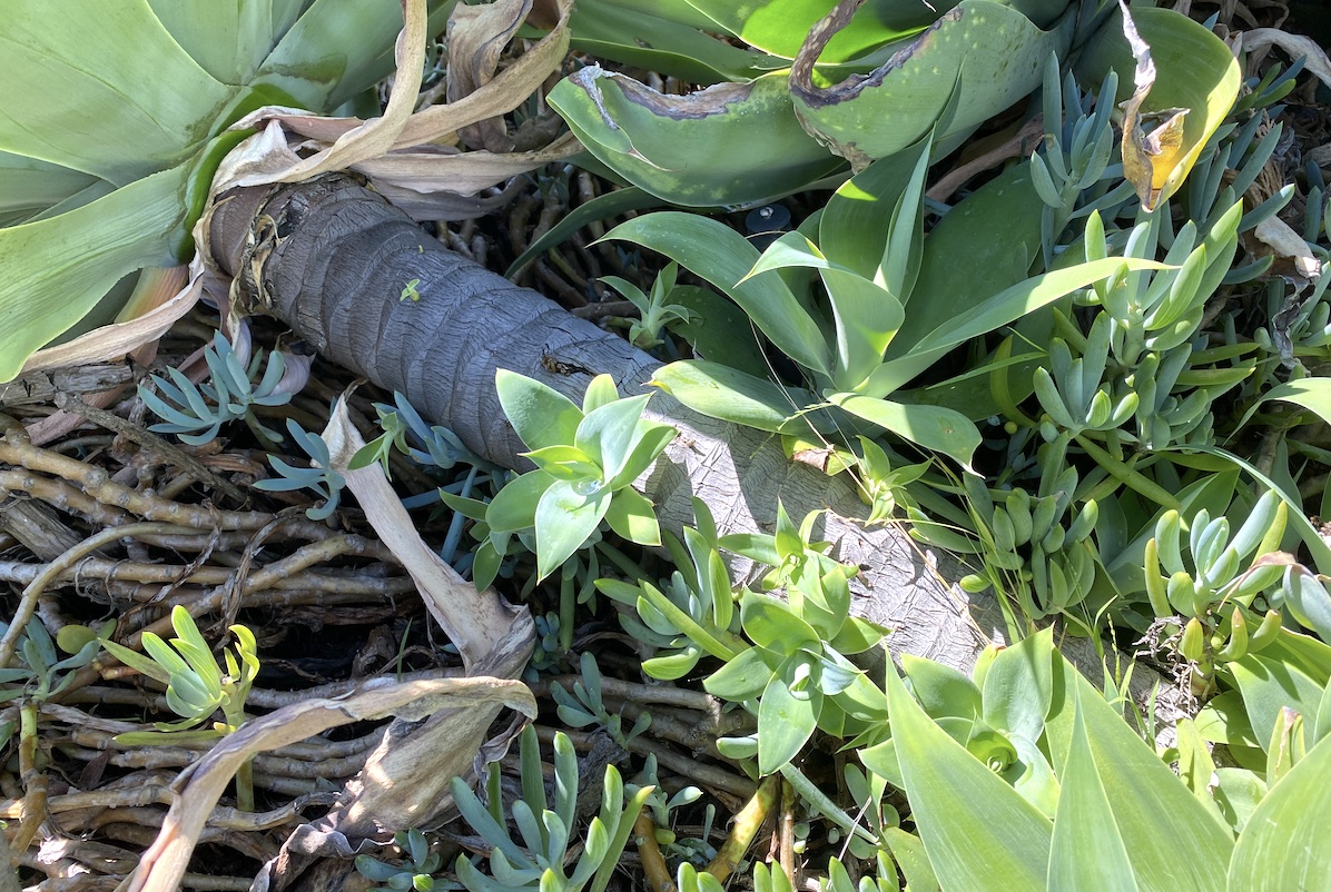 Agave attenuata offset growing on trunk (c) Debra Lee Baldwin 
