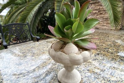 Kalanchoe luciae 'Dragonfire' in pedestal pot with shells (c) Debra Lee Baldwin