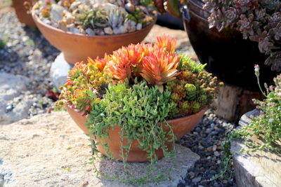 Floral style succulent arrangements (c) Debra Lee Baldwin
