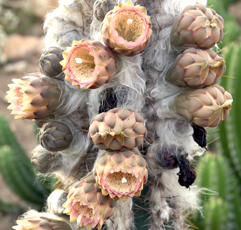 wooly columnar cactus, Cephalocereus palmeri (Pilosocereus leucocephalus) in bloom (c) Debra Lee Baldwin 