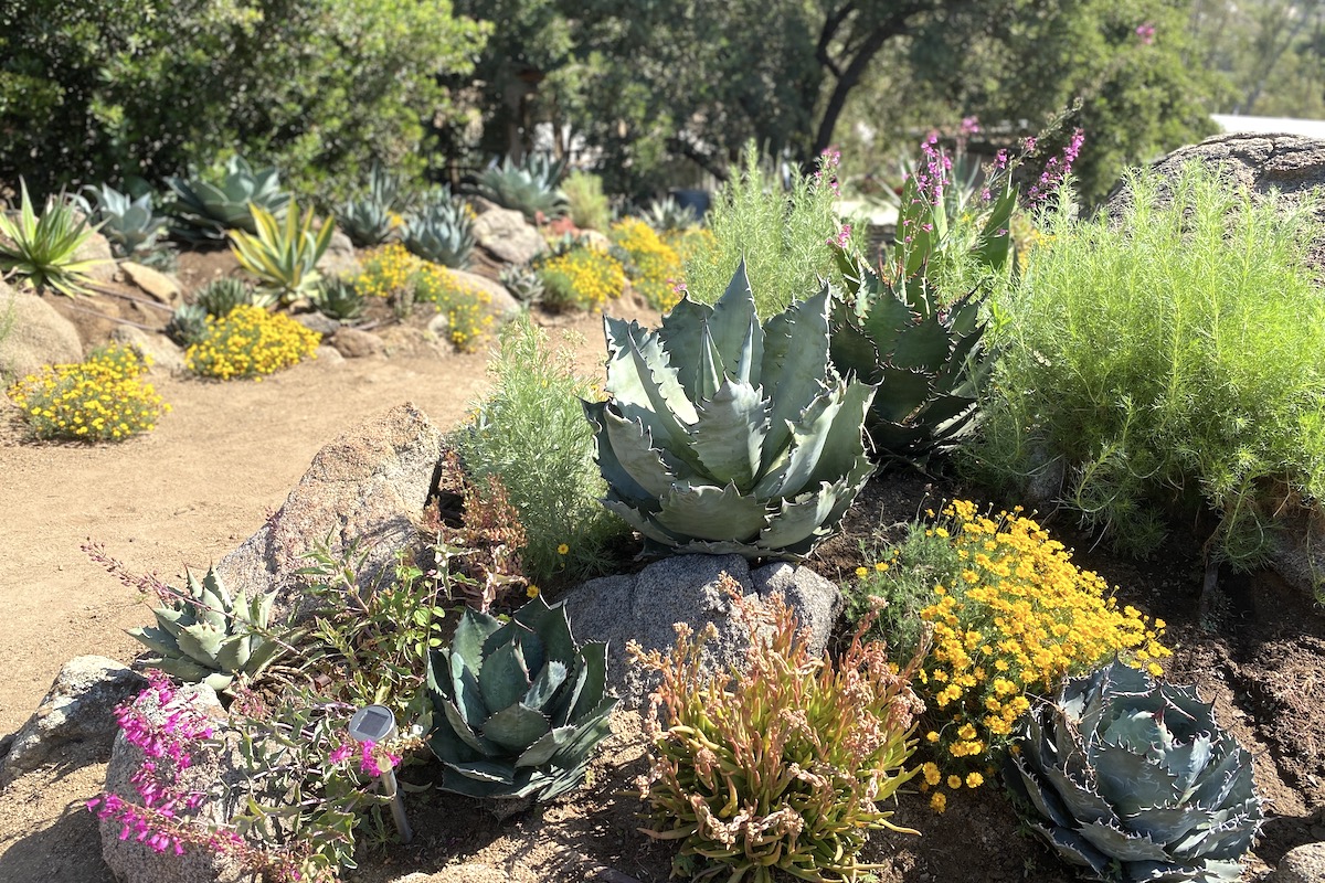 Hidden Agave nursery garden (c) Debra Lee Baldwin