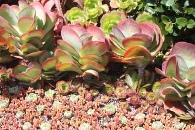 Kalanchoe luciae in garden bed with aeoniums and sedums
