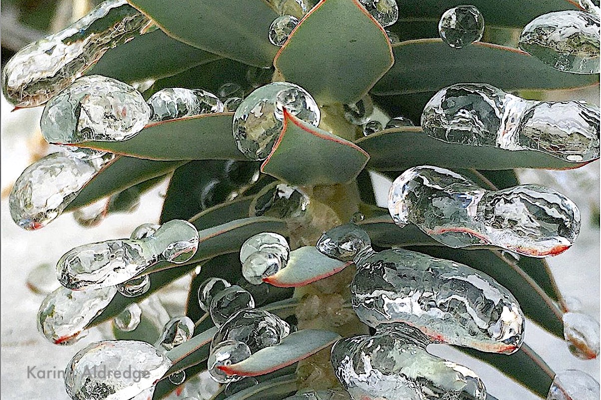 Ice crystals on Euphorbia rigida