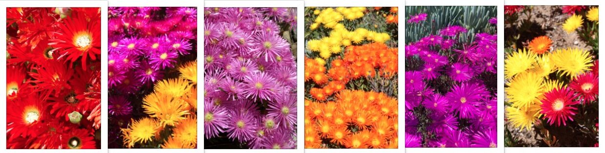 Ice plant colors (c) Debra Lee Baldwin