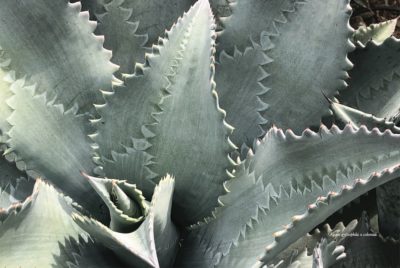 Imprinting on Agave leaves (c) Agaves by Jeremy Spath & Jeff Moore
