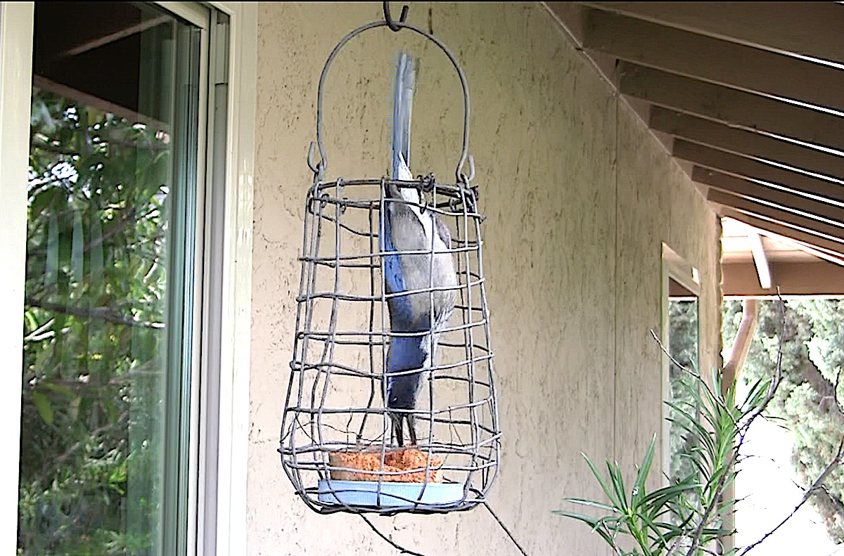 Scrub jay feeding upside down (c) Debra Lee Baldwin