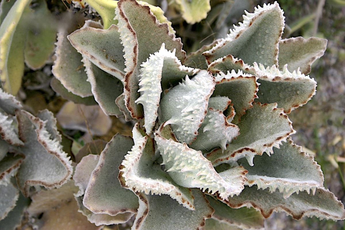 Kalanchoe beharensis 'Fang'