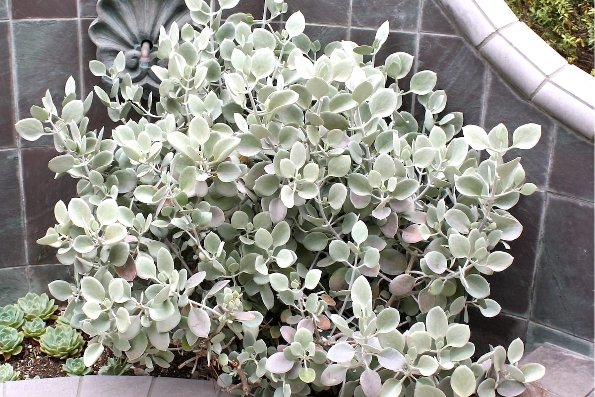 Silver succulent Kalanchoe bracteata (c) Debra Lee Baldwin