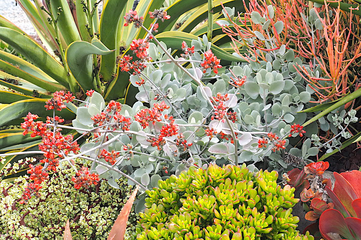 Kalanchoe bracteata