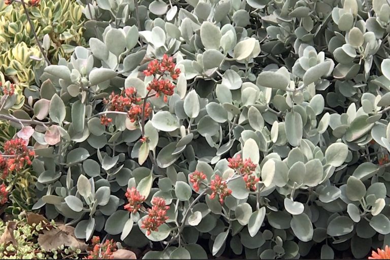 A Colorful Succulent Garden to Copy Debra Lee Baldwin
