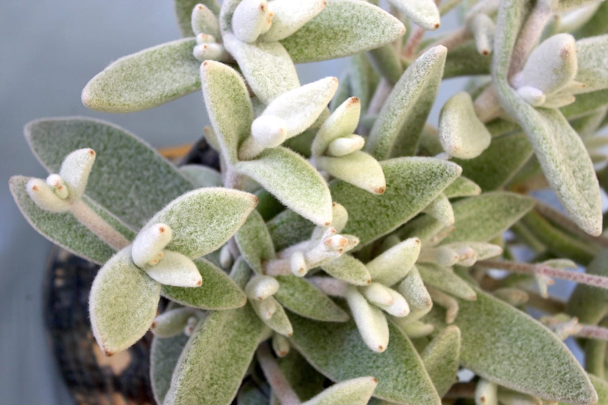 Fuzzy succulent Kalanchoe eriophylla (c) Debra Lee Baldwin