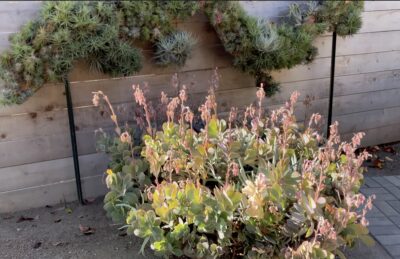 Kalanchoe fedschenkoi, variegated, succulent with pink flowers