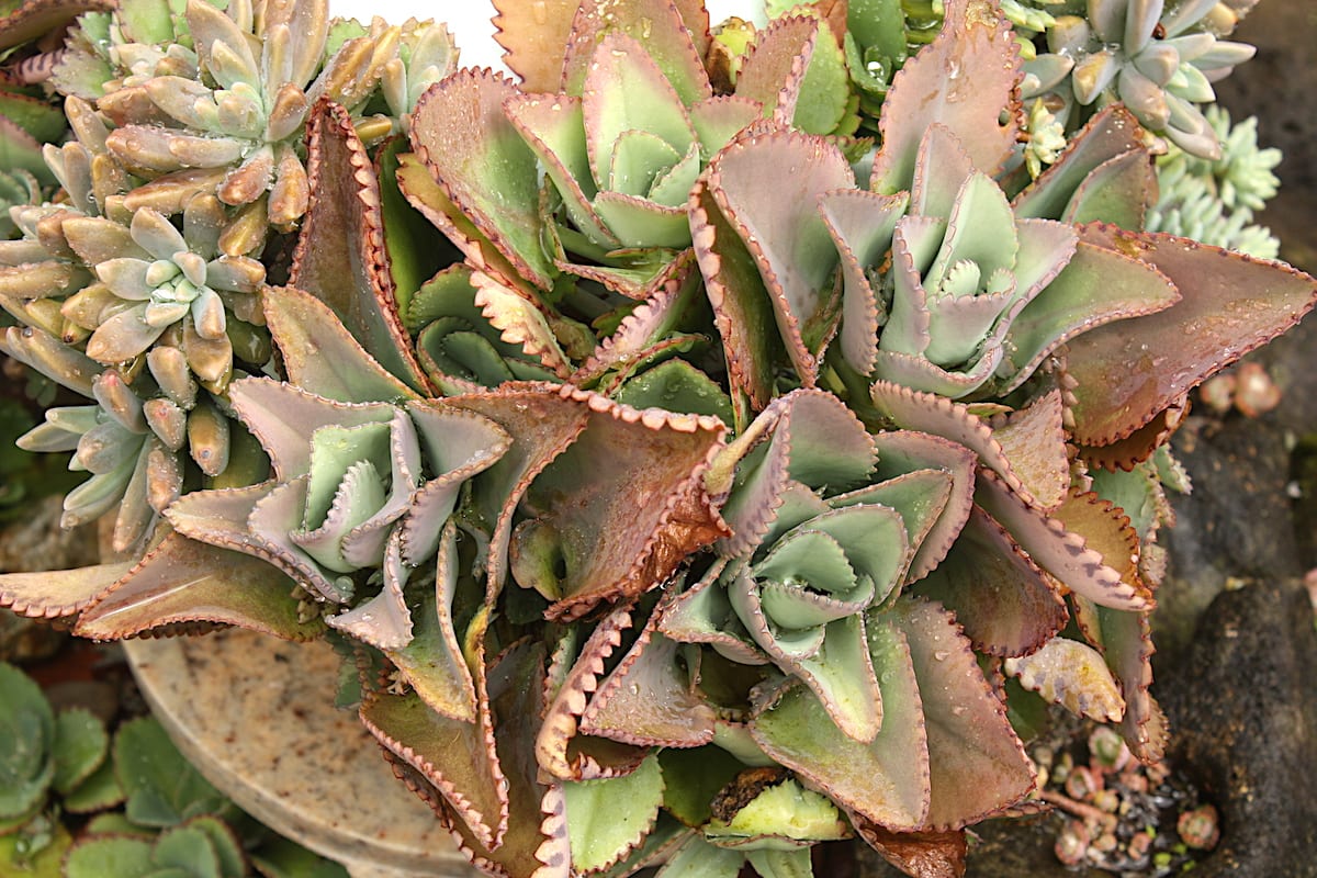 Succulent Kalanchoe hybrid (c) Debra Lee Baldwin