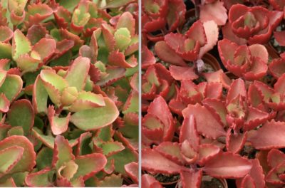 Kalanchoe longiflora 'Coccinea' before & after stressing (c) Debra Lee Baldwin