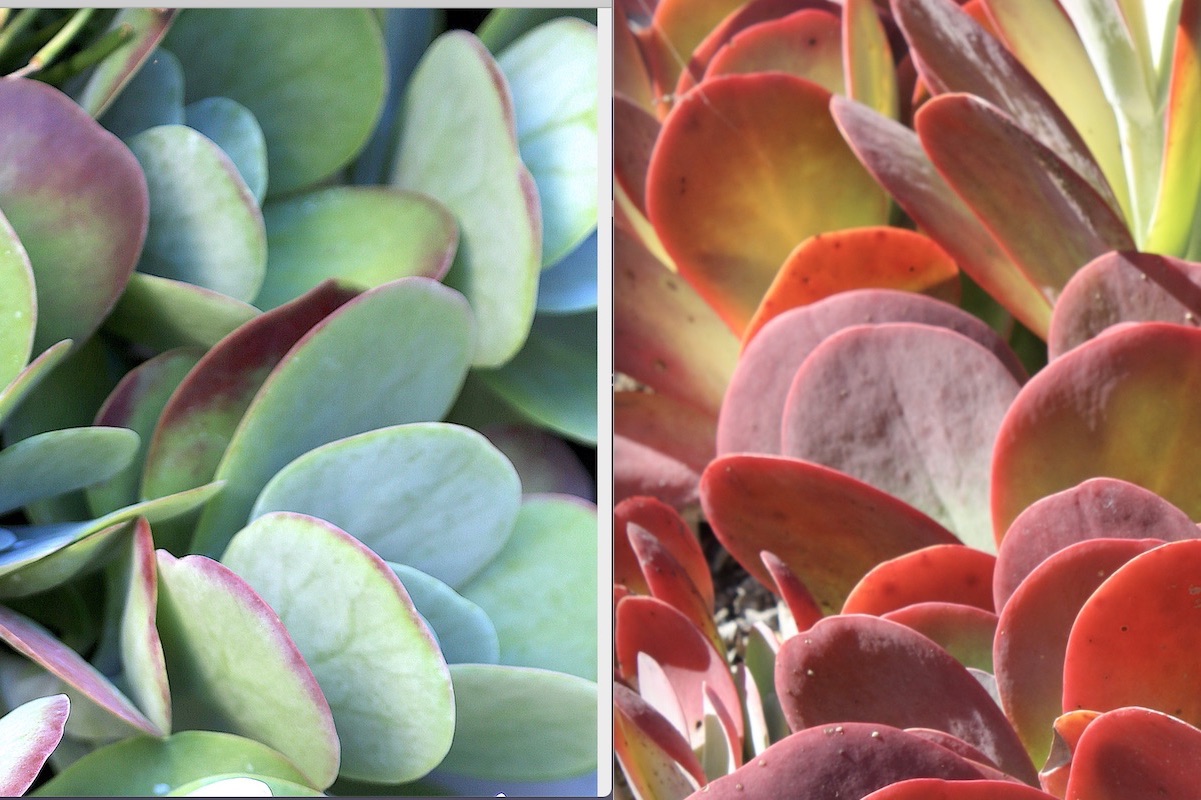 Kalanchoe luciae (paddle plant) stressed before-and-after (c) Debra Lee Baldwin