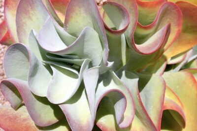 Succulent with wavy red, yellow and teal leaves Kalanchoe luciae (c) Debra Lee Baldwin