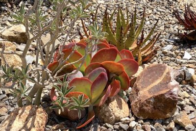 Red-leaved succulent paddle plant: Kalanchoe luciae (c) Debra Lee Baldwin