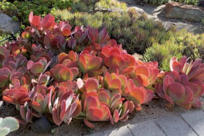 Kalanchoe luciae (flapjack plant, paddle plant) red succulent