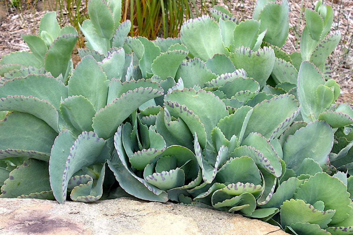 Growing Big Leaf Succulents: A Guide to Stunning Garden Foliage