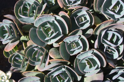 Kalanchoe rotundifolia (c) Debra Lee Baldwin 