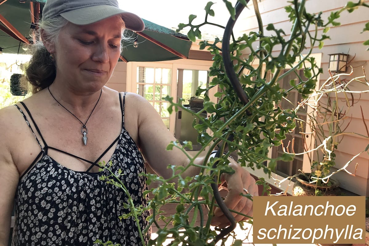Vining succulent Kalanchoe schizophylla (c) Debra Lee Baldwin