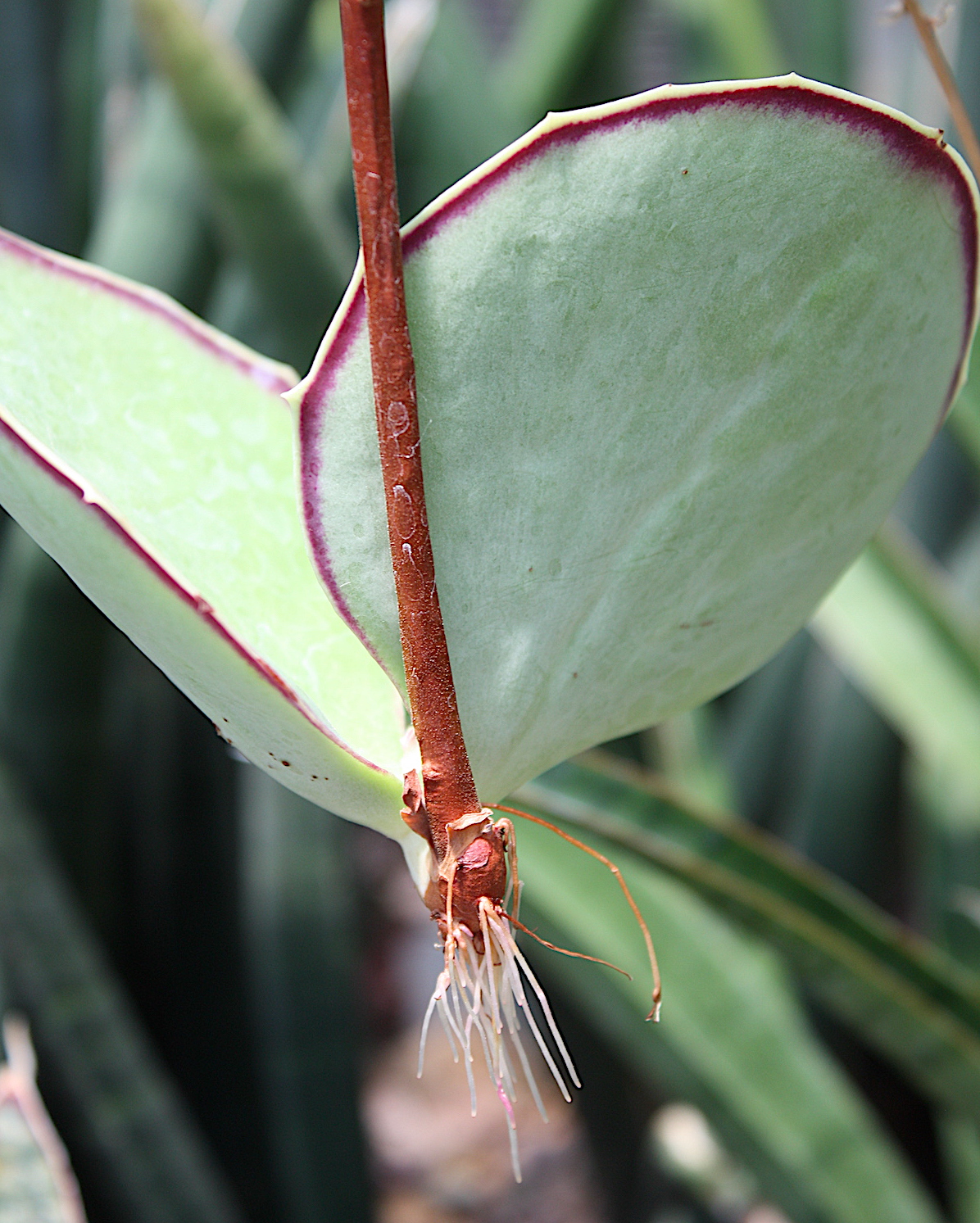 Kalanchoe synsepala (c) Debra Lee Baldwin