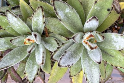 Kalanchoe tomentosa (c) Debra Lee Baldwin