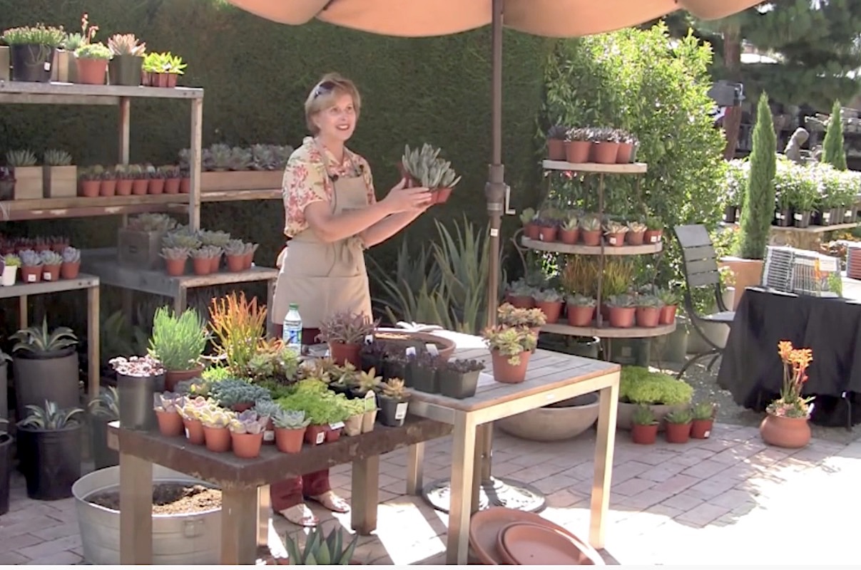 Kalanchoe tomentosa in video