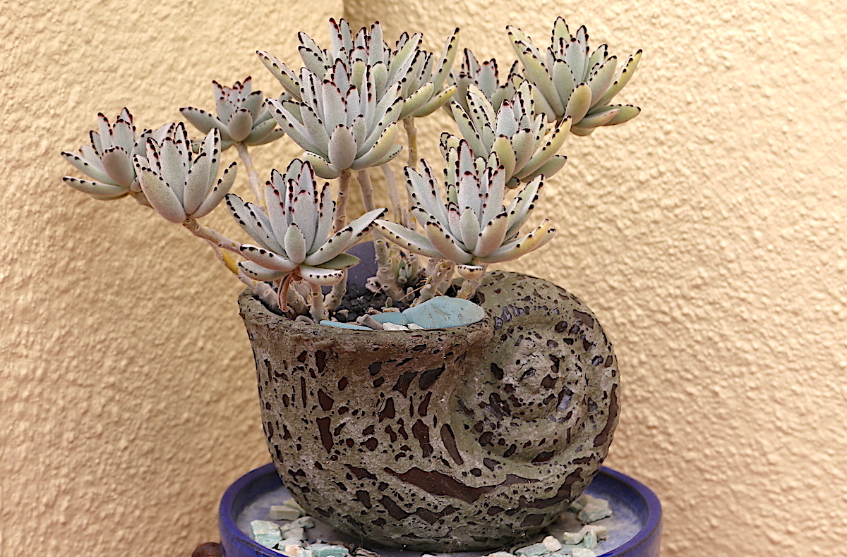 Fuzzy succulent Kalanchoe tomentosa in pot (c) Debra Lee Baldwin 