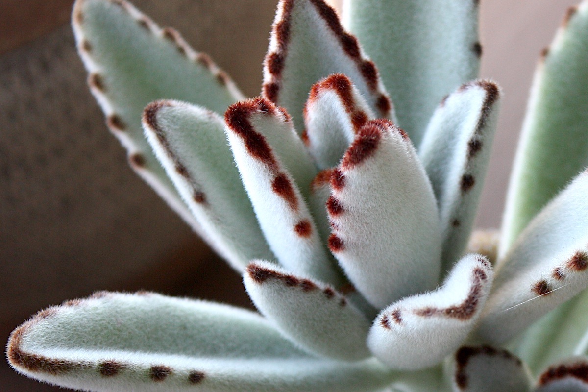 Fuzzy Kalanchoe tomentosa up close