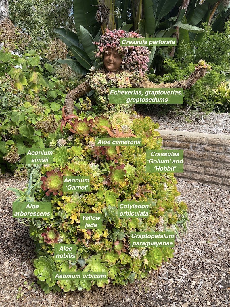 Labeled plants used in life-sized, succulent topiary dancer at the San Diego Botanic Garden (c) Debra Lee Baldwin 