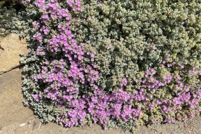 Purple flowering succulent ground cover at the San Diego Zoo Safari Park: Lampranthus deltoides (c) Debra Lee Baldwin