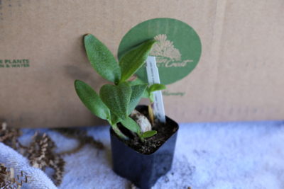 Ledebouria pauciflora 'Green Squill' (c) Debra Lee Baldwin