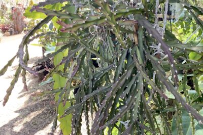 Cactus that grows on trees Lepismium cruciforme