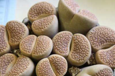 Lithops look like little brown-dotted double kidney beans (c) Debra Lee Baldwin