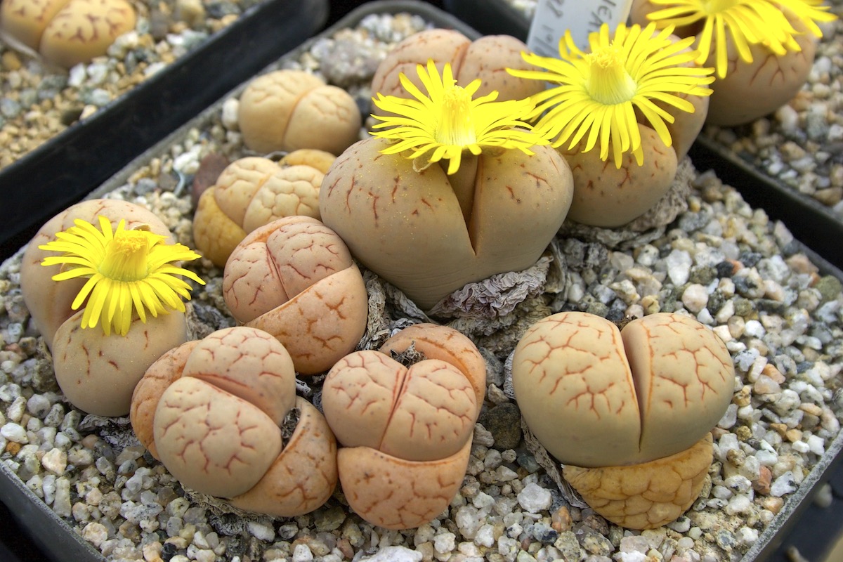 Lithops in bloom (c) Debra Lee Baldwin