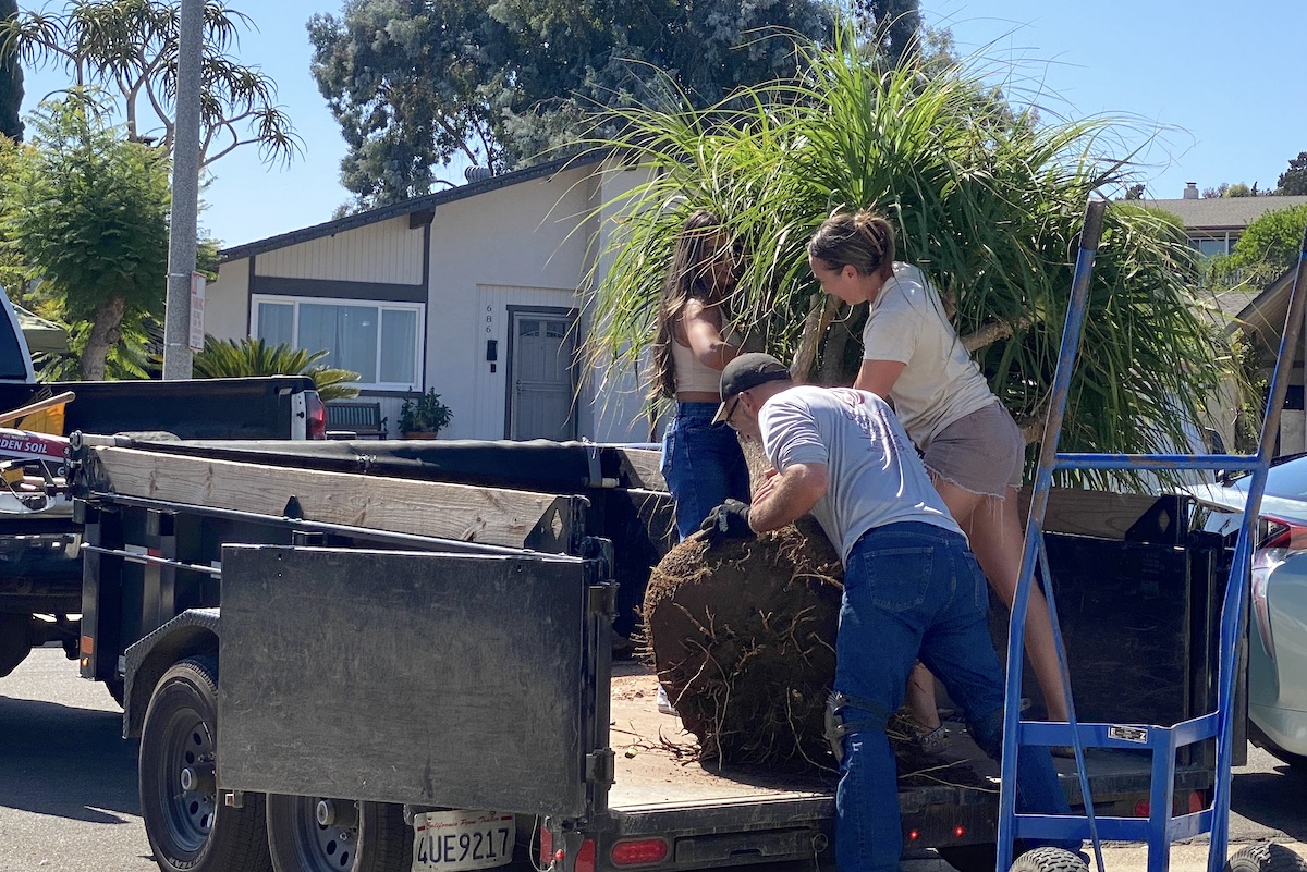 Loading a half-ton ponytail palm (Beaucarnea recurvata) into a flatbed trailer (c) Debra Lee Baldwin 