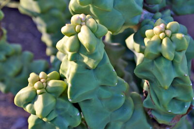 Succulent that looks like melted wax Lophocereus schotii (c) Debra Lee Baldwin