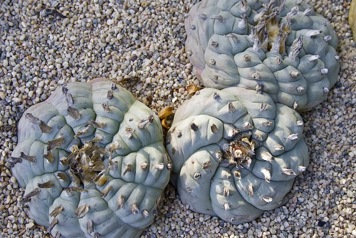Psychedelic cactus Lophphora williamsii (peyote) (c) Debra Lee Baldwin