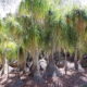 Beaucarneas form a fairy-tale forest at Lotusland, near Santa Barbara (c) Debra Lee Baldwin