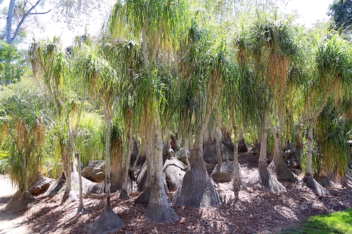 Beaucarneas form a fairy-tale forest at Lotusland, near Santa Barbara (c) Debra Lee Baldwin