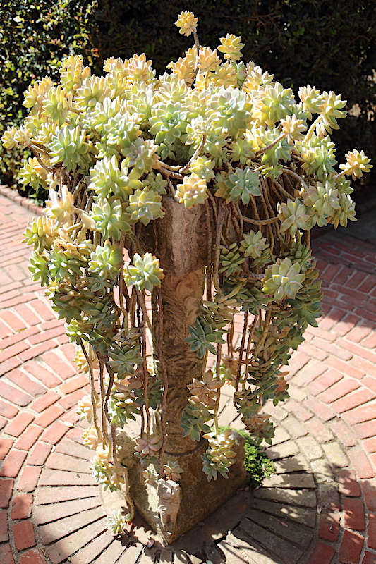 Lotusland graptopetalum pedestal (c) Debra Lee Baldwin 