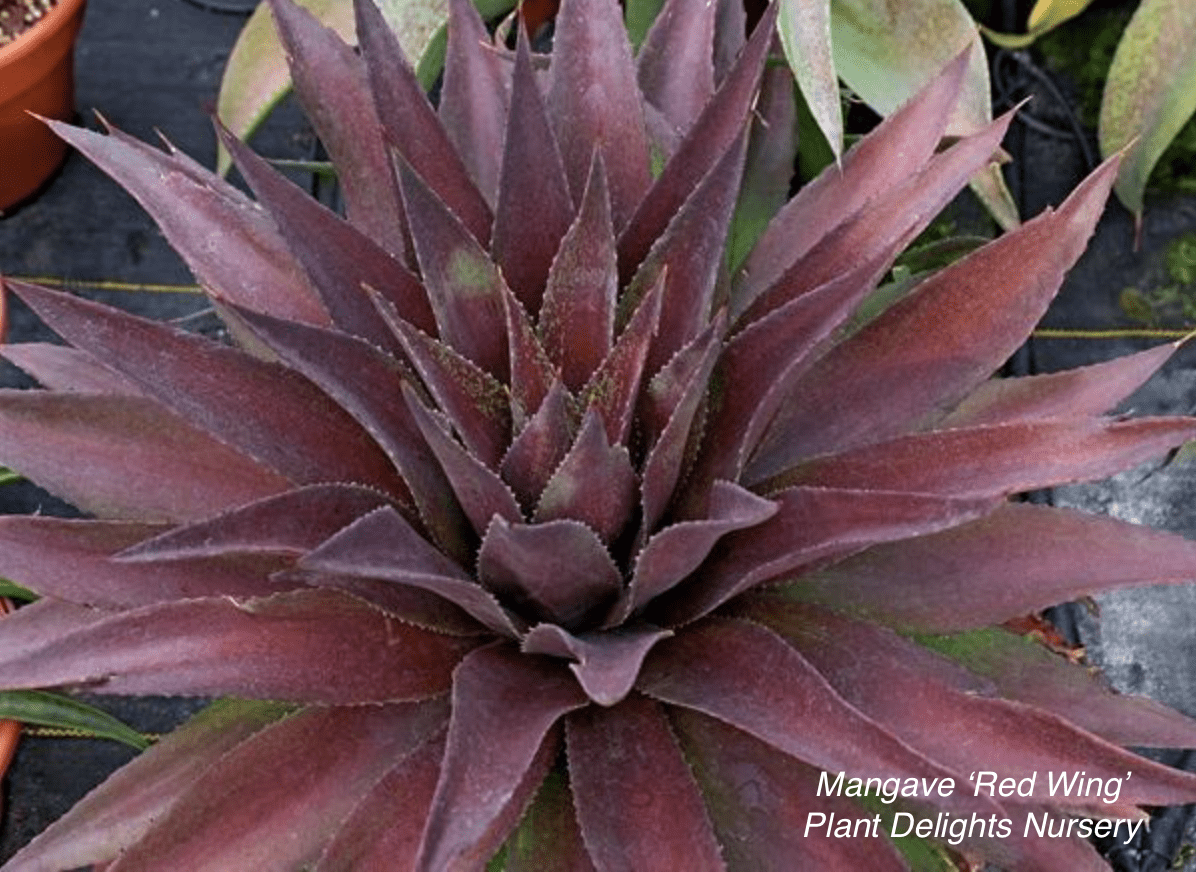 Mangave Hybrid Purple Spotted Amazing Seed Grown Filifera x Bloodspot 