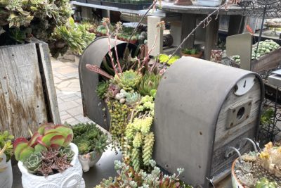 Succulent Cafe planted mailbox (c) Debra Lee Baldwin