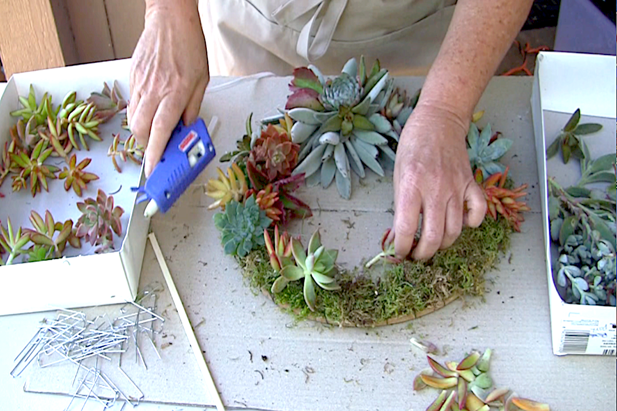 Make a succulent wreath step-by-step