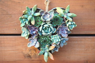 Floral style succulent arrangement in heart (c) Debra Lee Baldwin